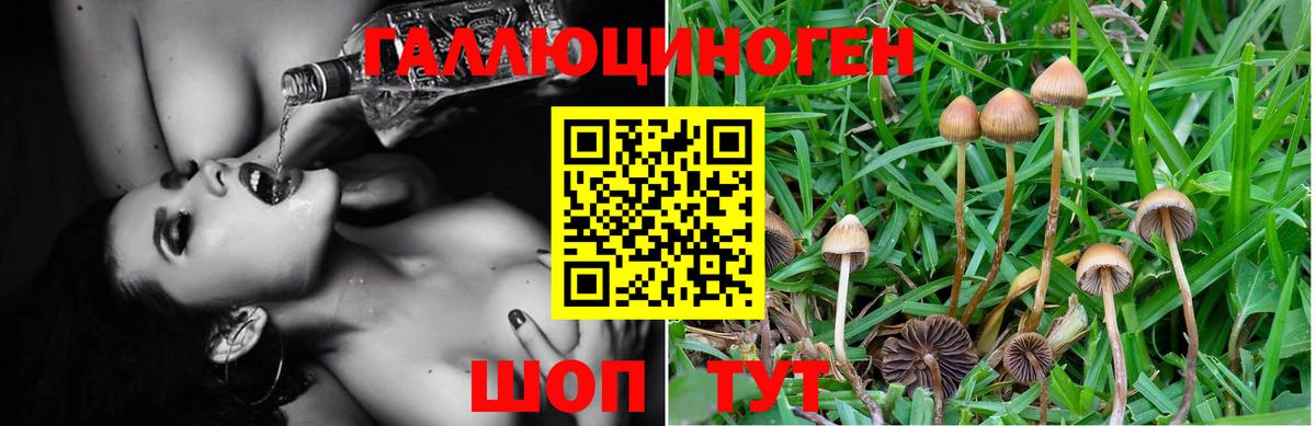 Псилоцибиновые грибы мицелий  Вход с VPN  Улан-Удэ 